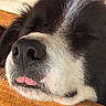 Cooper a rejoint le concours — aidez-le/la à gagner de superbes lots ! dog, black_and_white, close_up, sleeping, relaxed, nose, snout, tongue, fur, pet, animal, portrait, indoor, wooden_surface, resting, cute, funny, macro, face, whiskers