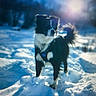Cooper participe au concours pour gagner de l'argent avec cette photo : adventure, animal, backlighting, black_and_white, blue_tones, blurry, cold, dog, fluffy, landscape, long_hair, nature, outdoors, pet, snow, snowdrift, standing, sunlight, walking, winter