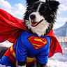 dog, border_collie, superhero, costume, cape, superman, snow, outdoor, winter, sky, clouds, portrait, sitting, happy, smiling, black_and_white, fur, pet, dramatic_lighting, adventure