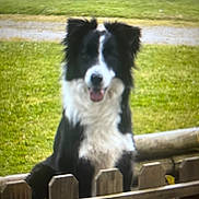 Cooper a rejoint le concours — aidez-le/la à gagner de superbes lots ! animal, black_and_white, border_collie, dog, fence, floppy_ears, grass, lawn, long_fur, open_mouth, outdoor, park, pet, portrait, sitting, smiling, standing, tongue, wooden_fence, yard