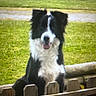 animal, black_and_white, border_collie, dog, fence, floppy_ears, grass, lawn, long_fur, open_mouth, outdoor, park, pet, portrait, sitting, smiling, standing, tongue, wooden_fence, yard