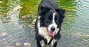 Cooper participe au concours pour gagner de l'argent avec cette photo : dog, border_collie, black_and_white, river, water, outdoors, nature, wet, standing, happy, tongue, long_hair, fluffy_tail, stream, rocks, ripples, reflection, summer, pet, portrait