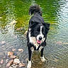 dog, border_collie, black_and_white, river, water, outdoors, nature, wet, standing, happy, tongue, long_hair, fluffy_tail, stream, rocks, ripples, reflection, summer, pet, portrait