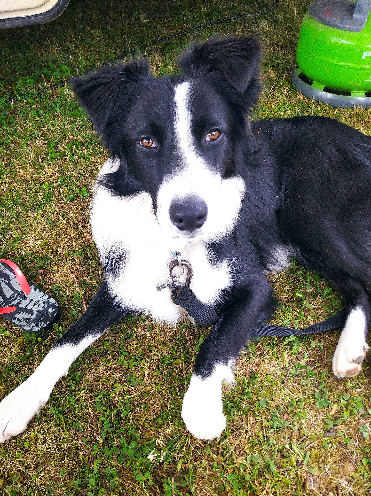 Cooper a rejoint le concours — aidez-le/la à gagner de superbes lots ! australian_collie, border_collie, canidae, carnivore, companion_dog, dog, dog_breed, grass, green, herding_dog, plant, snout, sporting_group, tail, working_animal, working_dog