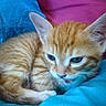Cooki a rejoint le concours — aidez-le/la à gagner de superbes lots ! cat, kitten, two_cats, orange_tabby, ginger_cat, sleeping, cuddling, blue_eyes, fur, whiskers, ears, paws, animal, pet, adorable, indoor, bedding, blanket, close_up, portrait
