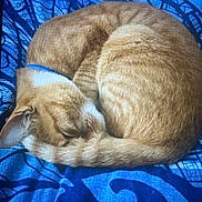 Cooki a rejoint le concours — aidez-le/la à gagner de superbes lots ! cats, two_cats, ginger_cats, sleeping, cuddling, curled_up, feline, pets, animal, fur, orange_fur, resting, cozy, blanket, blue_blanket, patterned_fabric, indoors, close_up, snuggle, peaceful