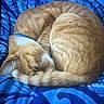 animal, blanket, blue_blanket, cats, close_up, cozy, cuddling, curled_up, feline, fur, ginger_cats, indoors, orange_fur, patterned_fabric, peaceful, pets, resting, sleeping, snuggle, two_cats