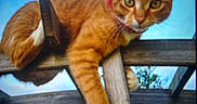 Cooki a rejoint le concours — aidez-le/la à gagner de superbes lots ! cat, orange_tabby, pet, animal, feline, whiskers, green_eyes, red_collar, striped_fur, white_paws, sitting, lounging, wooden_perch, outdoor, balcony, blue_sky, greenery, portrait, closeup, relaxed