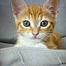 Cooki a rejoint le concours — aidez-le/la à gagner de superbes lots ! cat, kitten, orange_tabby, feline, pet, animal, close_up, portrait, wide_eyed, whiskers, ears, nose, fur, striped, ginger, sitting, cushion, sofa, indoor, cute