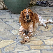 Milo participe au concours pour gagner de l'argent avec cette photo : dog, spaniel, english_setter, pet, animal, brown_and_white, long_ears, floppy_ears, lying_down, crossed_paws, collar, outdoor, patio, stone_floor, garden, planter, portrait, adorable, calm, photography