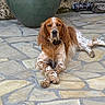 dog, spaniel, english_setter, pet, animal, brown_and_white, long_ears, floppy_ears, lying_down, crossed_paws, collar, outdoor, patio, stone_floor, garden, planter, portrait, adorable, calm, photography