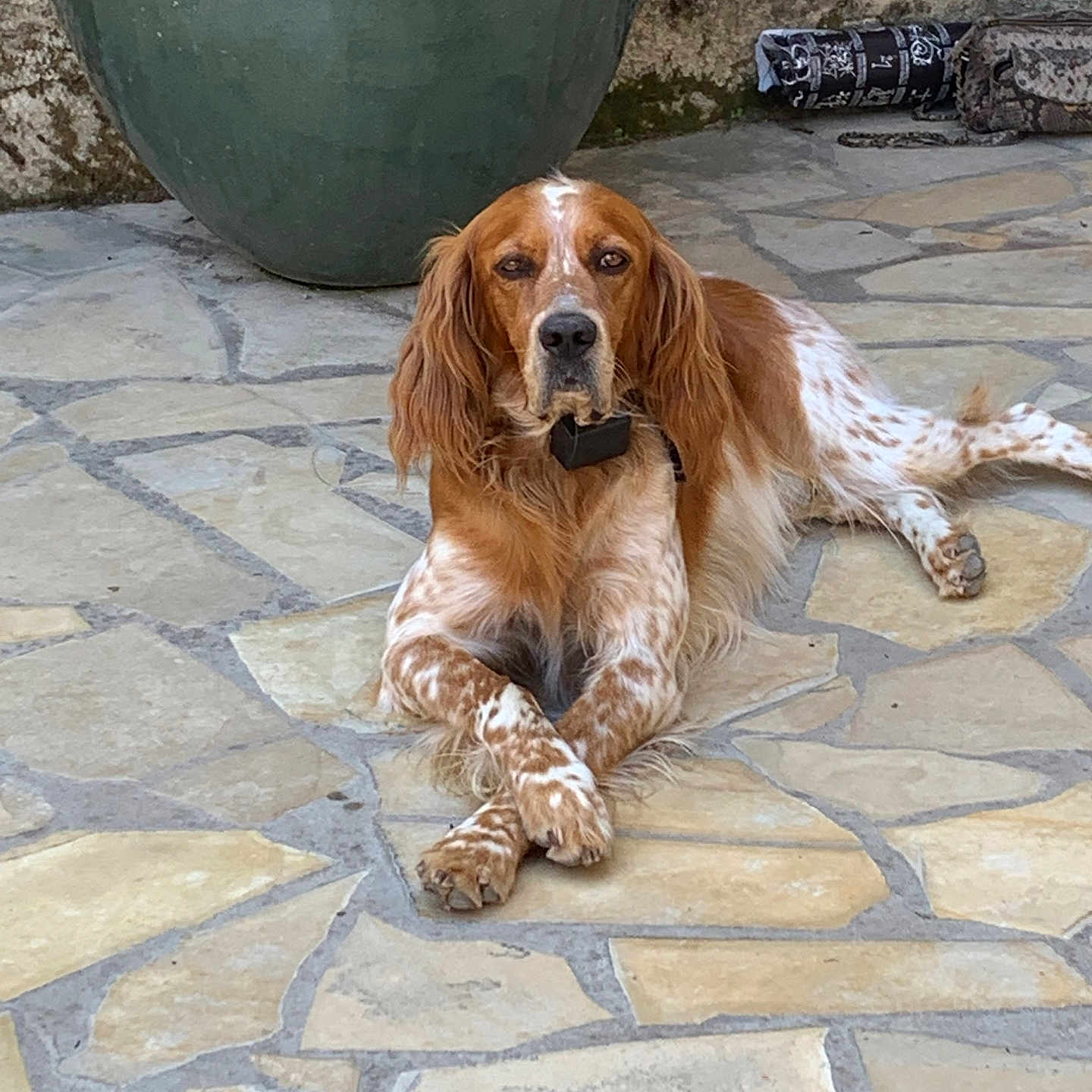 Milo participe au concours pour gagner de l'argent avec cette photo : dog, spaniel, english_setter, pet, animal, brown_and_white, long_ears, floppy_ears, lying_down, crossed_paws, collar, outdoor, patio, stone_floor, garden, planter, portrait, adorable, calm, photography
