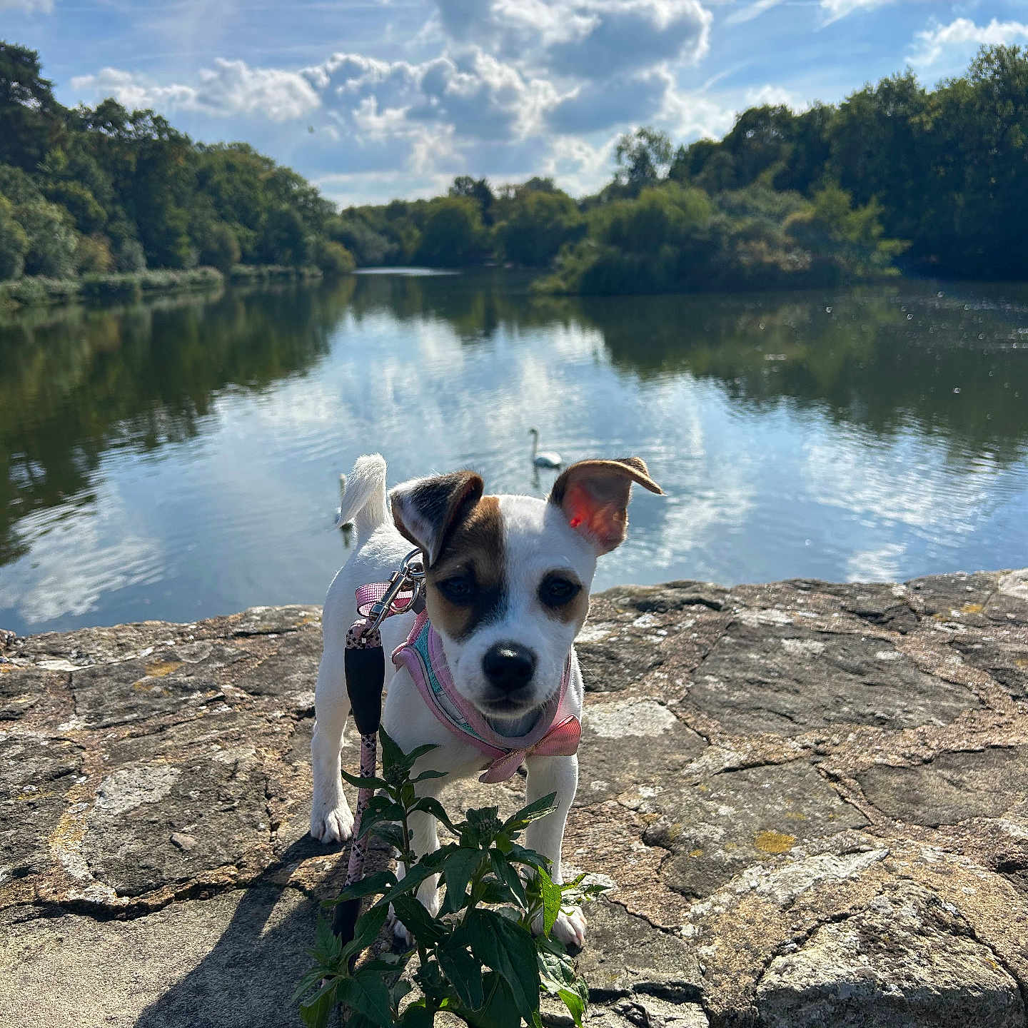 Luna is registered to the contest to win money with this photo: animal, clouds, daytime, dog, greenery, harness, lake, leash, nature, outdoor, pet, plant, puppy, reflection, sky, stone, summer, sunlight, trees, water