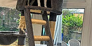 Luna is registered to the contest to win money with this photo: dog, cat, cat_tree, indoor, window, furniture, pet, animal, ladder, curious, cozy, black_and_white_cat, small_dog, rainy_day, garden, plants, glass_window, home, scratched_furniture, daylight