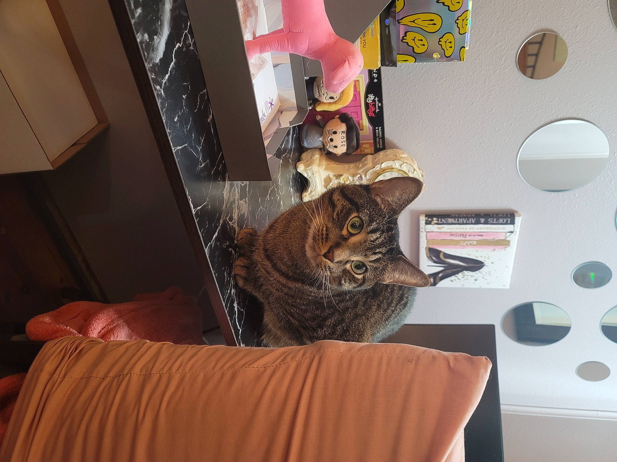 Shadow is registered to the contest to win money with this photo: bed_frame, carnivore, cat, ceiling, comfort, domestic_short_haired_cat, fawn, felidae, fur, hardwood, interior_design, linens, living_room, room, shelf, small_to_medium_sized_cats, tail, terrestrial_animal, whiskers, wood