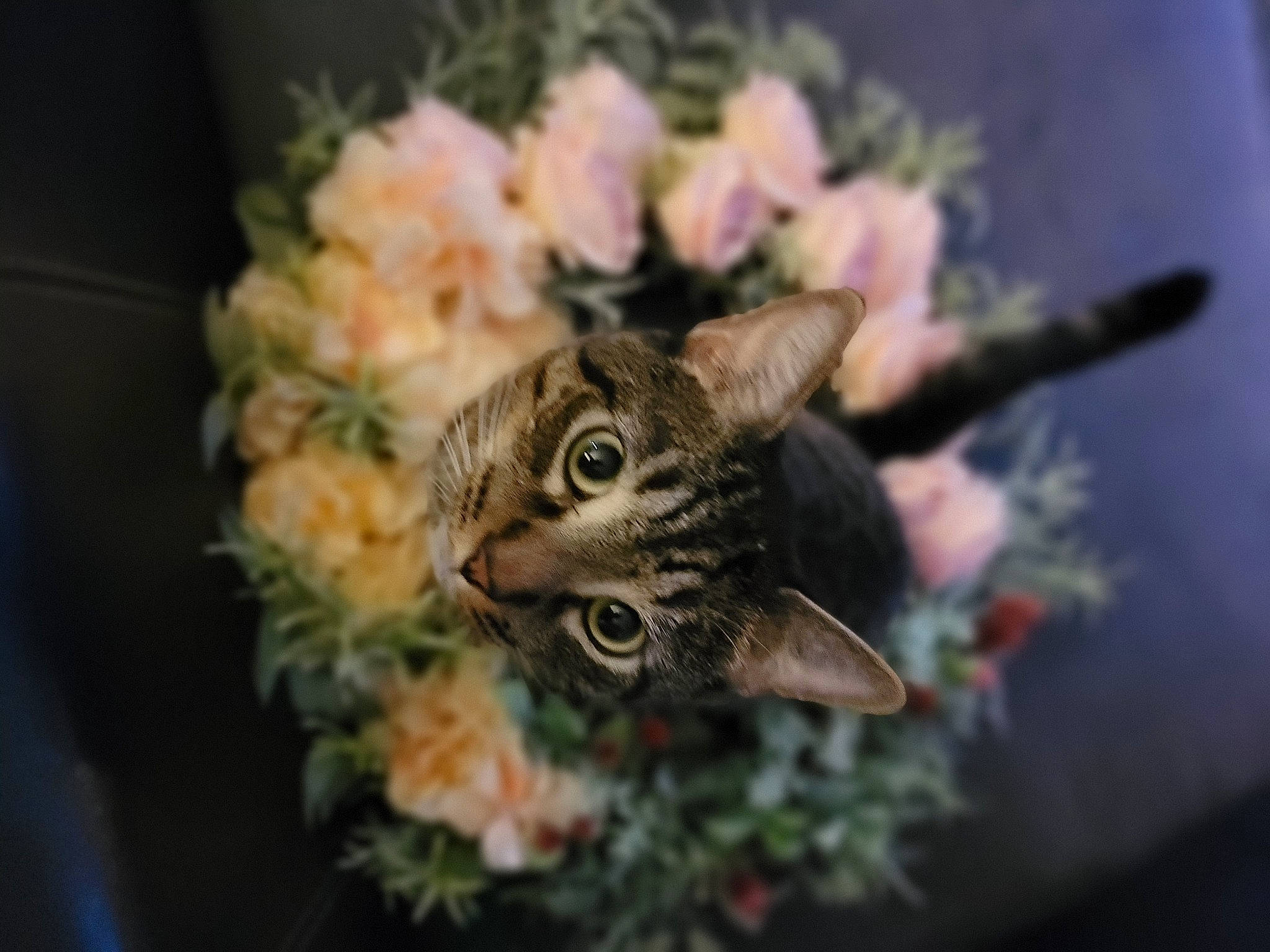 Shadow joined the competition — help win amazing prizes! branch, carnivore, cat, conifer, domestic_short_haired_cat, felidae, flower, flowerpot, fur, grass, macro_photography, petal, plant, shrub, small_to_medium_sized_cats, snout, tree, twig, whiskers, wildlife