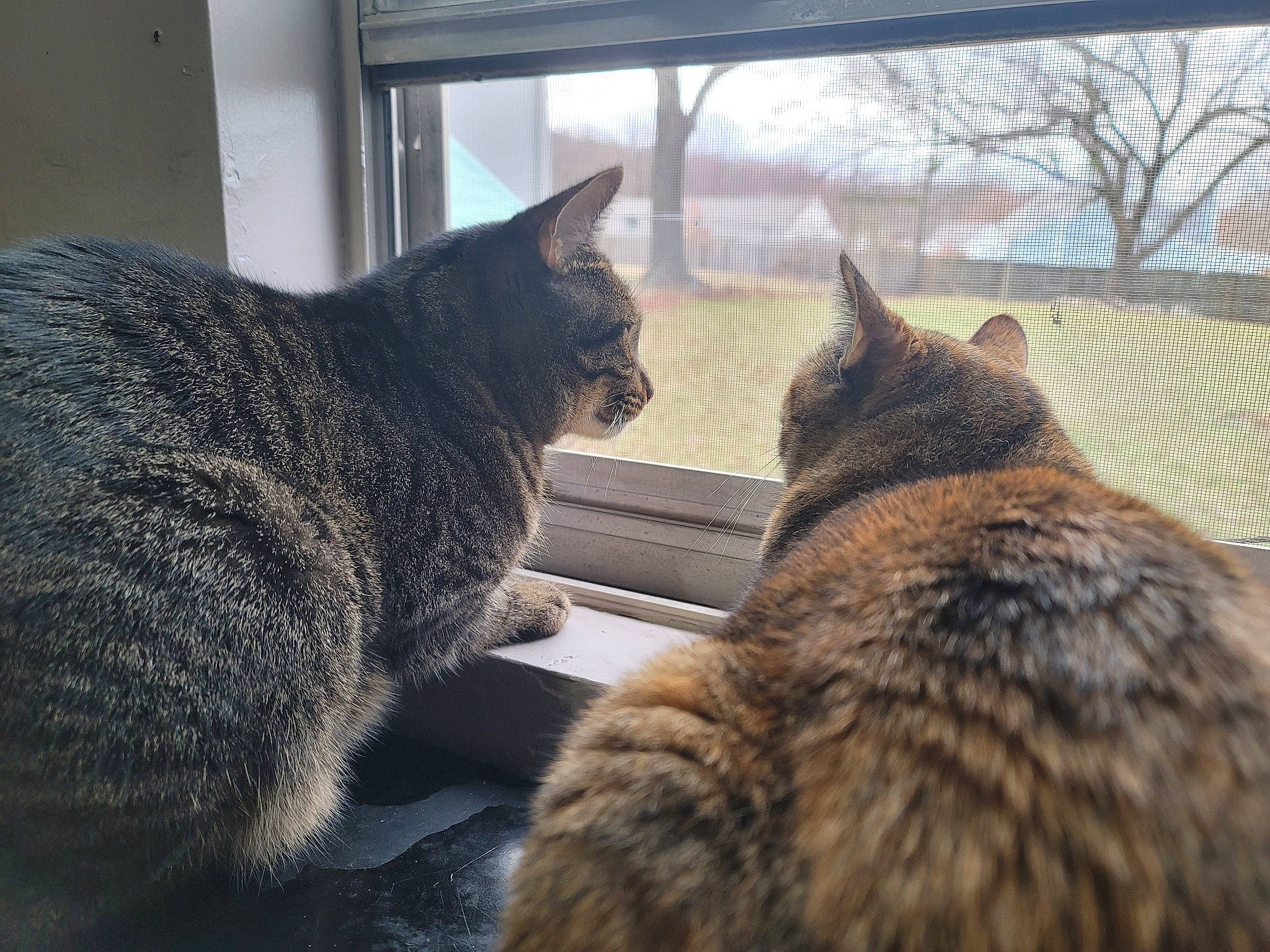 Shadow is registered to the contest to win money with this photo: carnivore, cat, comfort, domestic_short_haired_cat, eye, felidae, fur, grass, grey, paw, sitting, sky, small_to_medium_sized_cats, snout, tail, tints_and_shades, tree, whiskers, window, wood