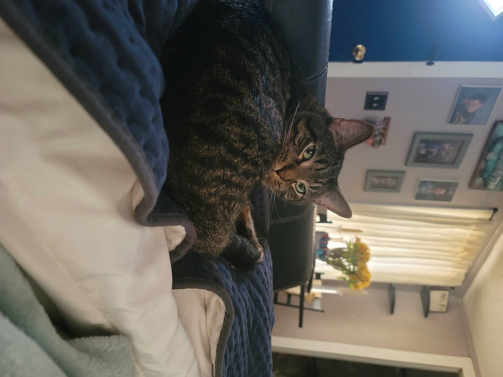 Shadow is registered to the contest to win money with this photo: building, carnivore, cat, comfort, domestic_short_haired_cat, felidae, fur, human_leg, picture_frame, small_to_medium_sized_cats, tail, tree, whiskers, window