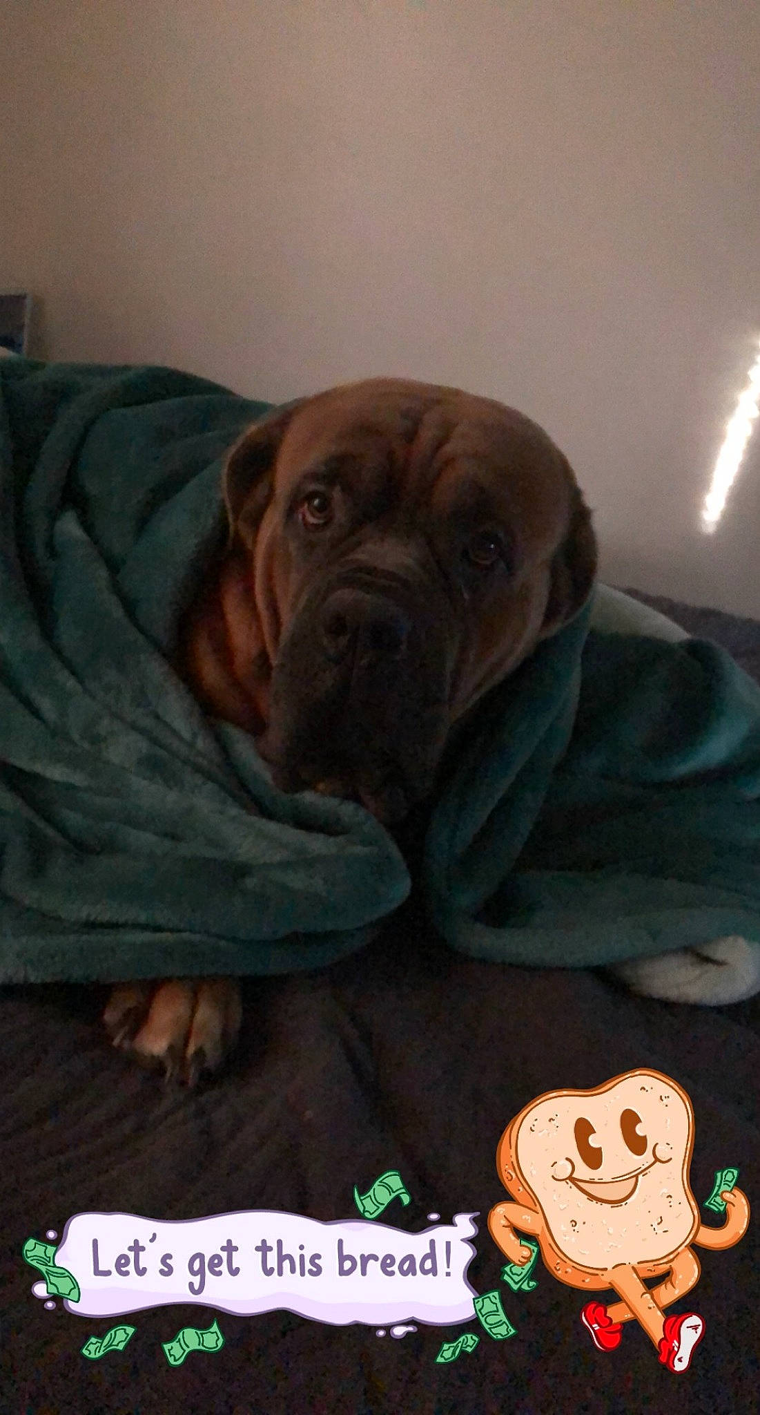 Thor joined the competition — help win amazing prizes! carnivore, comfort, companion_dog, dog, dog_breed, dog_supply, fawn, flooring, font, fur, hardwood, liver, mammal, photo_caption, sweetness, terrestrial_animal, toy, vertebrate, working_animal, wrinkle