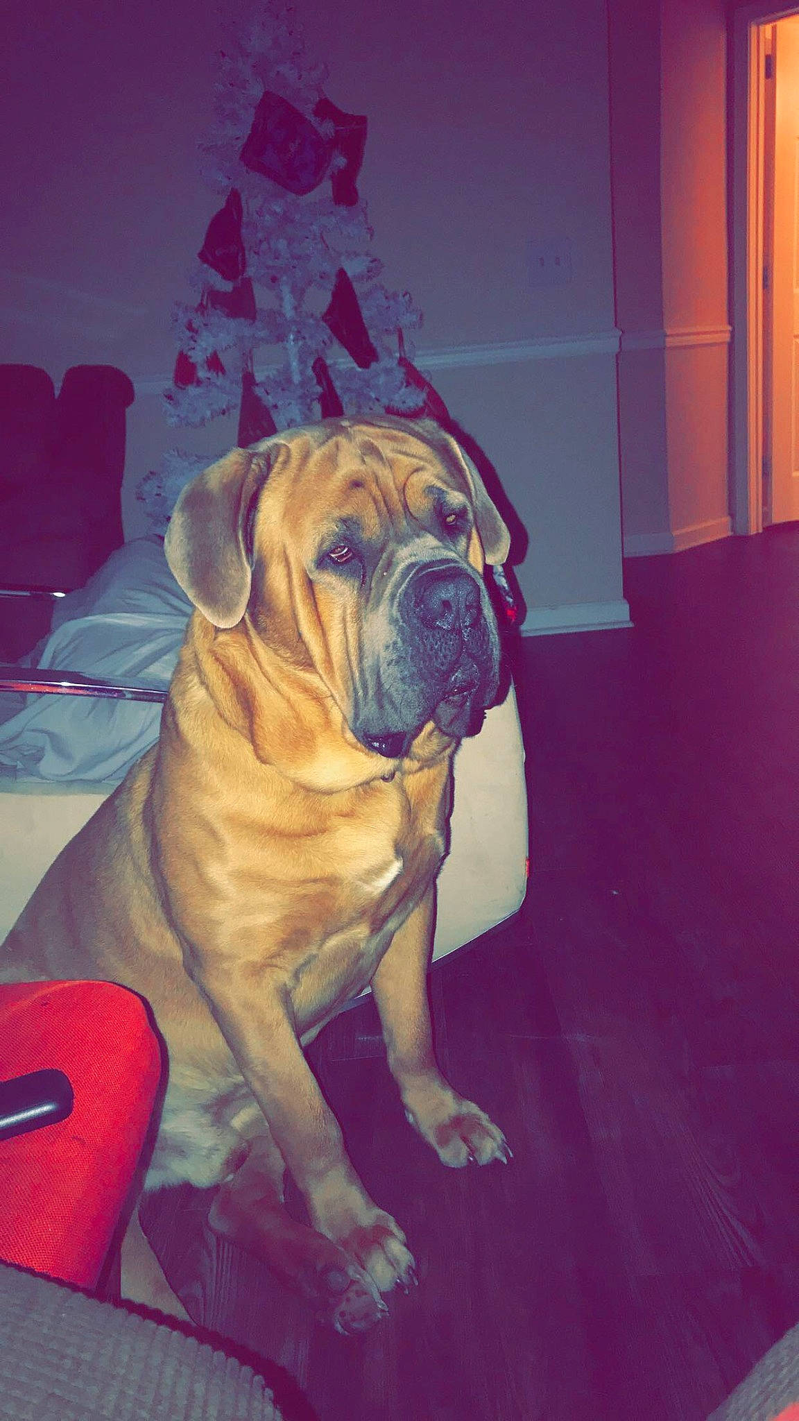 Thor joined the competition — help win amazing prizes! bulldog, canidae, carnivore, chair, comfort, companion_dog, dog, dog_breed, fawn, floor, flooring, hardwood, molosser, ori_pei, plant, snout, sporting_group, working_animal, working_dog, wrinkle