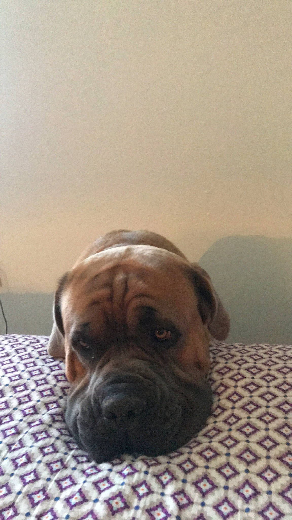 Thor joined the competition — help win amazing prizes! bulldog, canidae, carnivore, comfort, companion_dog, dog, dog_breed, fawn, flooring, fur, liver, molosser, snout, sporting_group, terrestrial_animal, toy_dog, whiskers, wood, working_animal, wrinkle