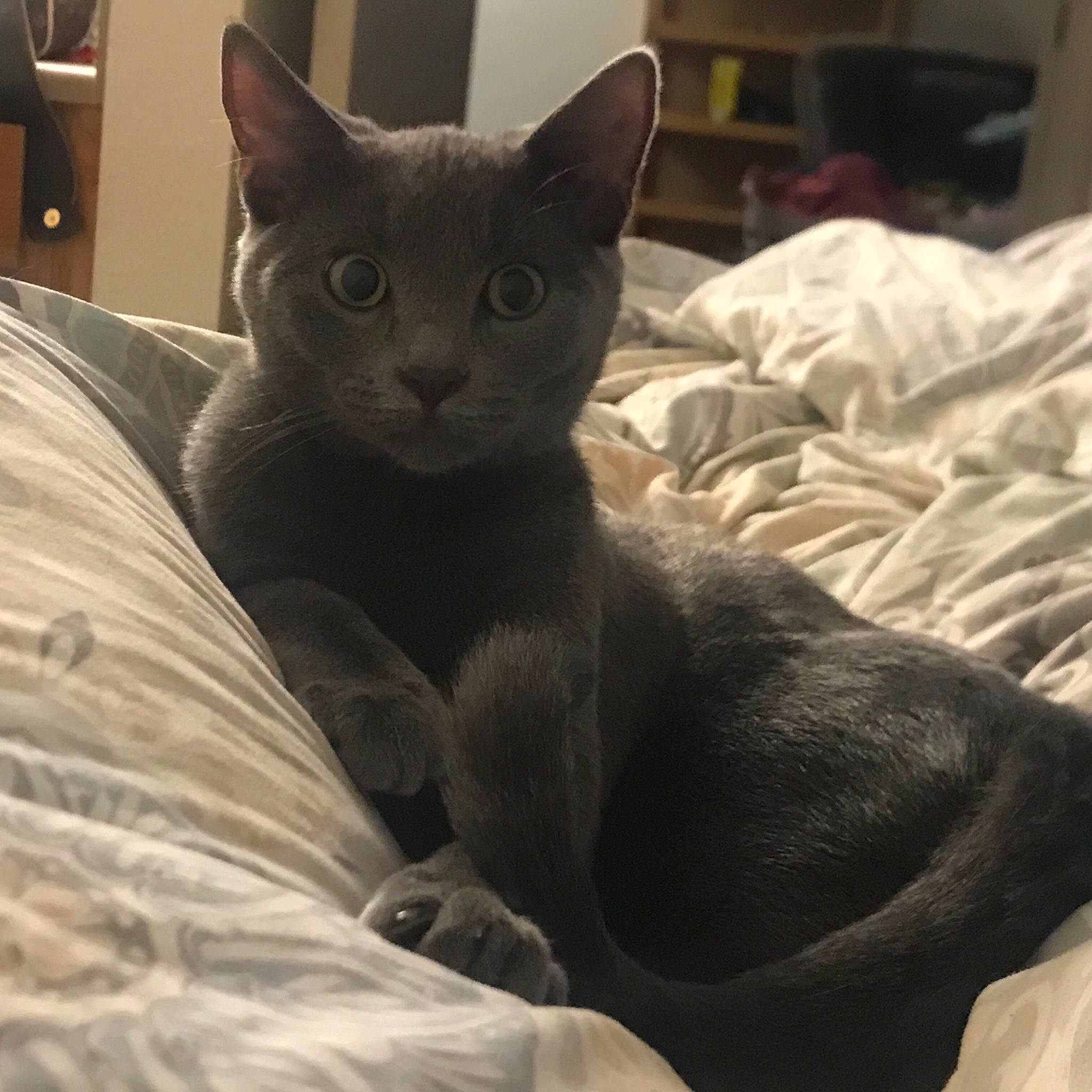 Mango joined the competition — help win amazing prizes! black_cat, carnivore, cat, cat_supply, comfort, domestic_short_haired_cat, felidae, fur, grey, linens, mammal, russian_blue, small_to_medium_sized_cats, snout, tail, terrestrial_animal, whiskers