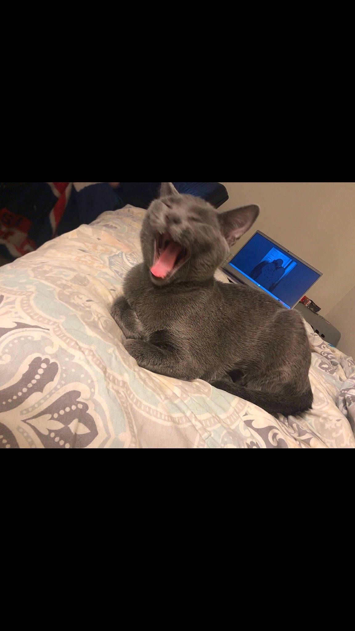 Mango is registered to the contest to win money with this photo: bed, bedding, canidae, carnivore, comfort, companion_dog, computer_keyboard, dog_breed, fashion_accessory, felidae, fur, linens, pillow, room, small_to_medium_sized_cats, sporting_group, stuffed_toy, teddy_bear, toy, whiskers