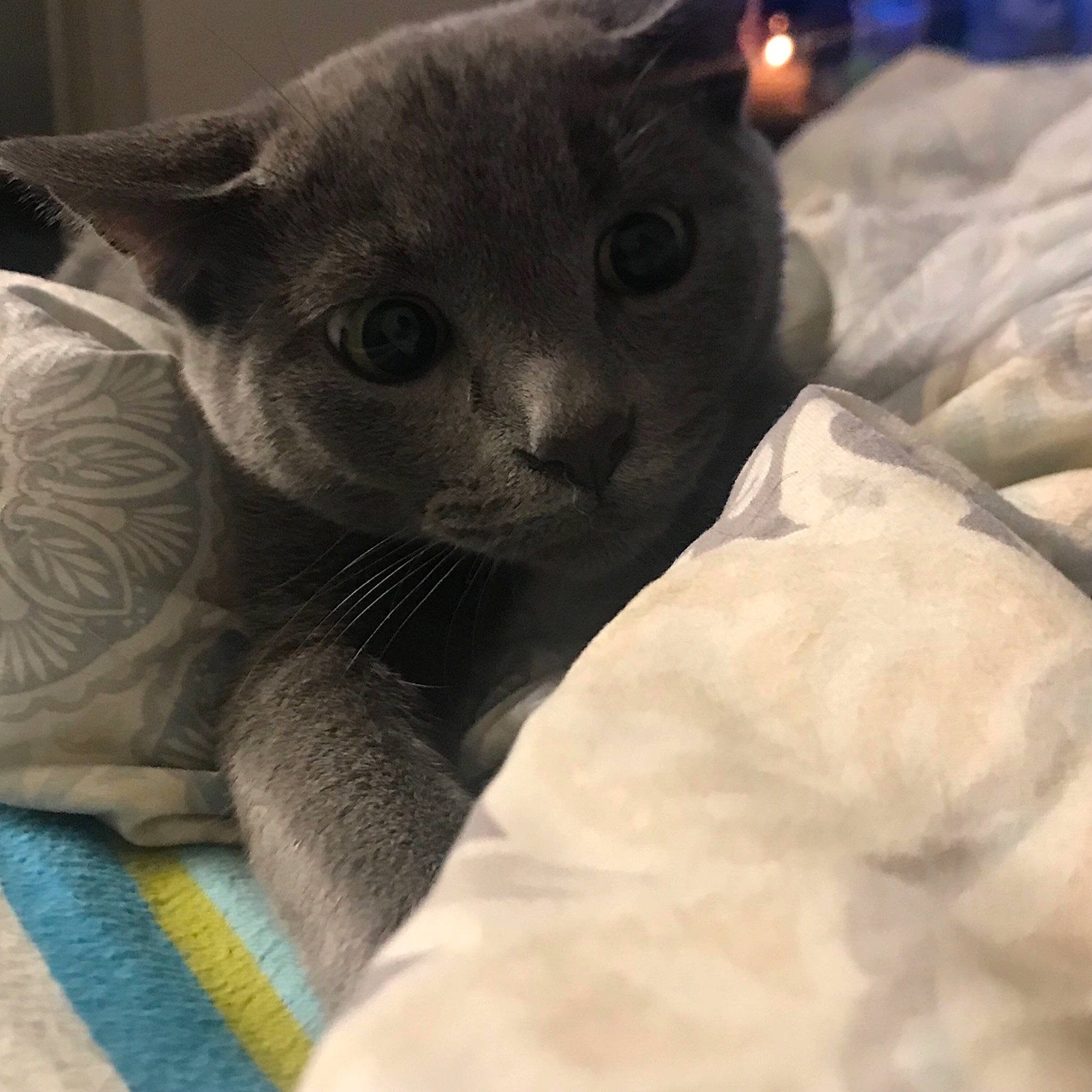 Mango is registered to the contest to win money with this photo: black_cat, carnivore, cat, cat_bed, cat_supply, comfort, domestic_short_haired_cat, felidae, fur, grey, nap, russian_blue, small_to_medium_sized_cats, snout, terrestrial_animal, whiskers