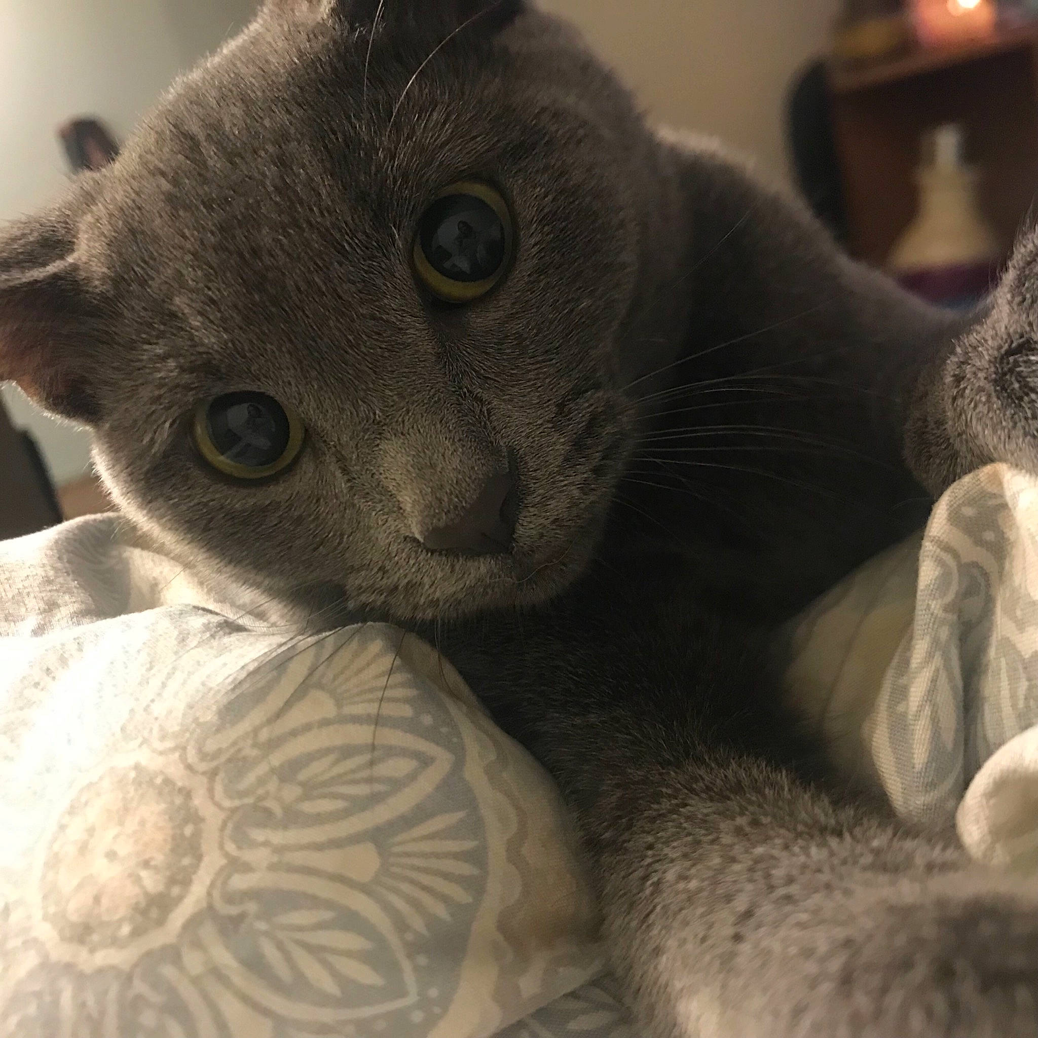 Mango joined the competition — help win amazing prizes! carnivore, cat, claw, comfort, domestic_short_haired_cat, ear, felidae, fur, grey, monochrome, monochrome_photography, russian_blue, small_to_medium_sized_cats, snout, terrestrial_animal, whiskers