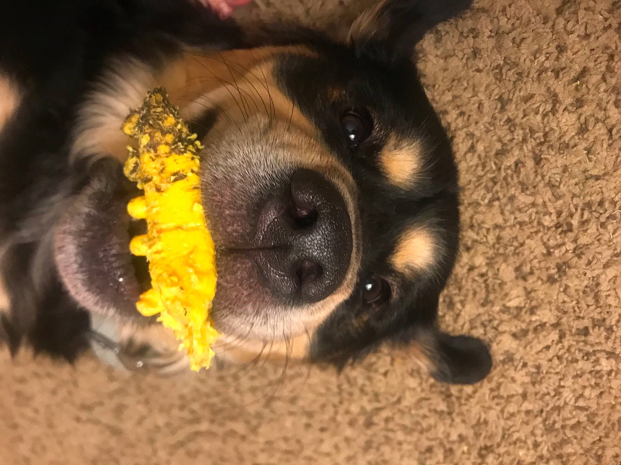 Chief Keef is registered to the contest to win money with this photo: canidae, carnivore, claw, companion_dog, corn_on_the_cob, dog, dog_breed, fawn, fur, paw, puppy, snout, soil, sporting_group, terrestrial_animal, terrier, toy_dog, whiskers, working_animal, working_dog