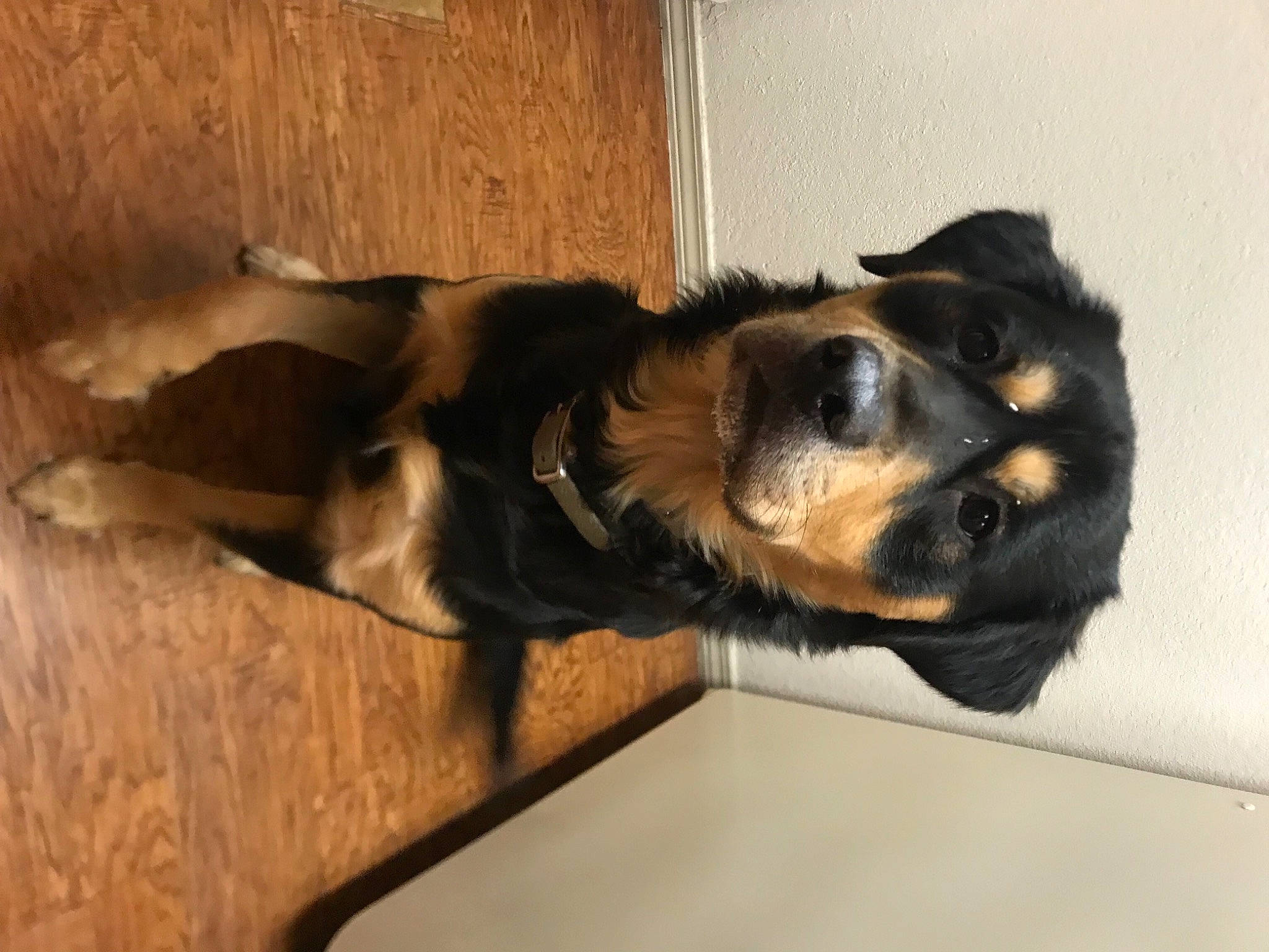 Chief Keef joined the competition — help win amazing prizes! canidae, carnivore, claw, collar, companion_dog, dog, dog_breed, ear, fawn, fur, guard_dog, hardwood, paw, snout, sporting_group, tail, whiskers, wood, working_animal, working_dog