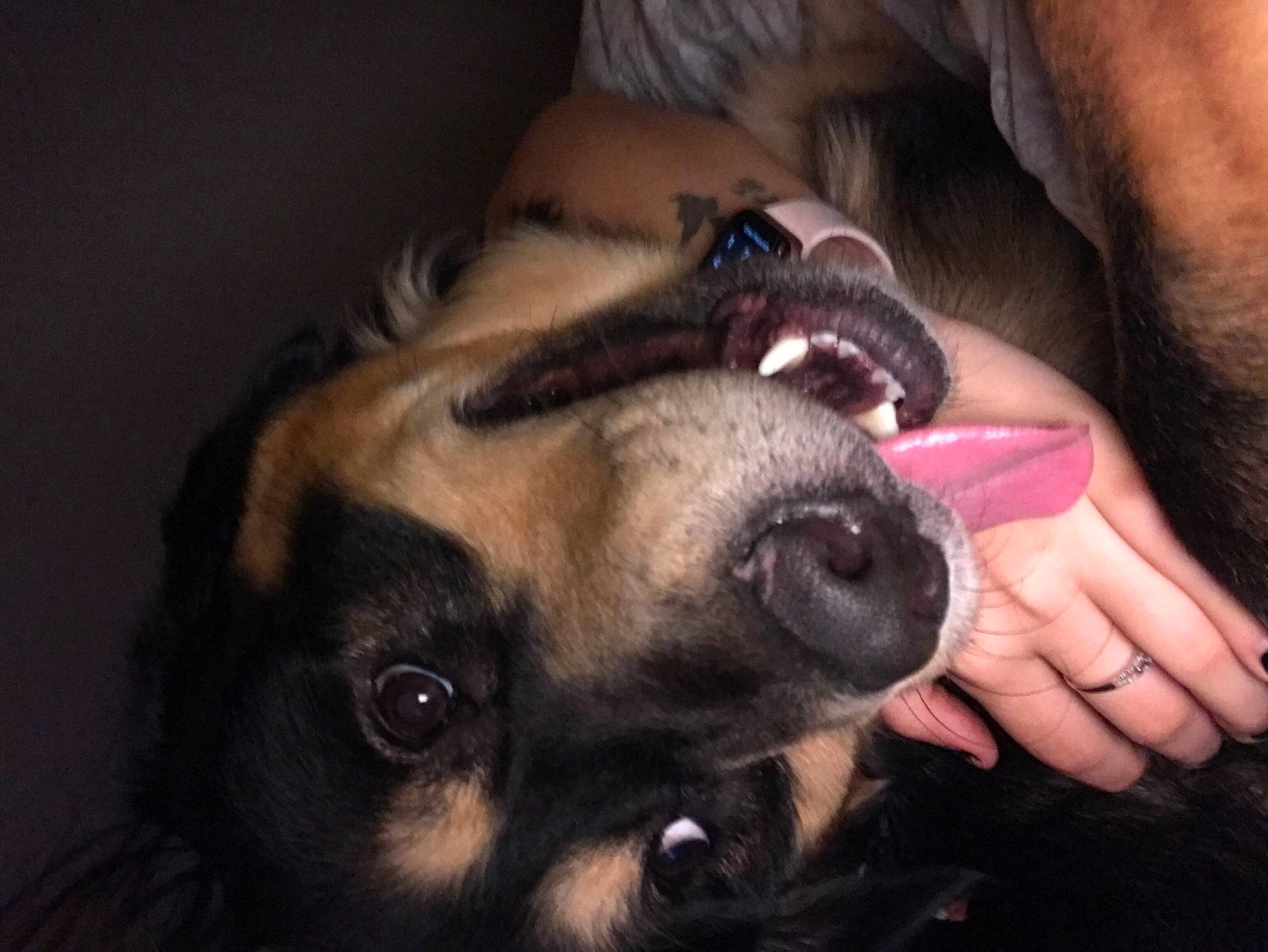 Chief Keef joined the competition — help win amazing prizes! canidae, carnivore, companion_dog, darkness, dog, dog_breed, ear, fawn, fur, gesture, jaw, nail, nose, organ, paw, snout, sporting_group, whiskers, working_animal, wrist