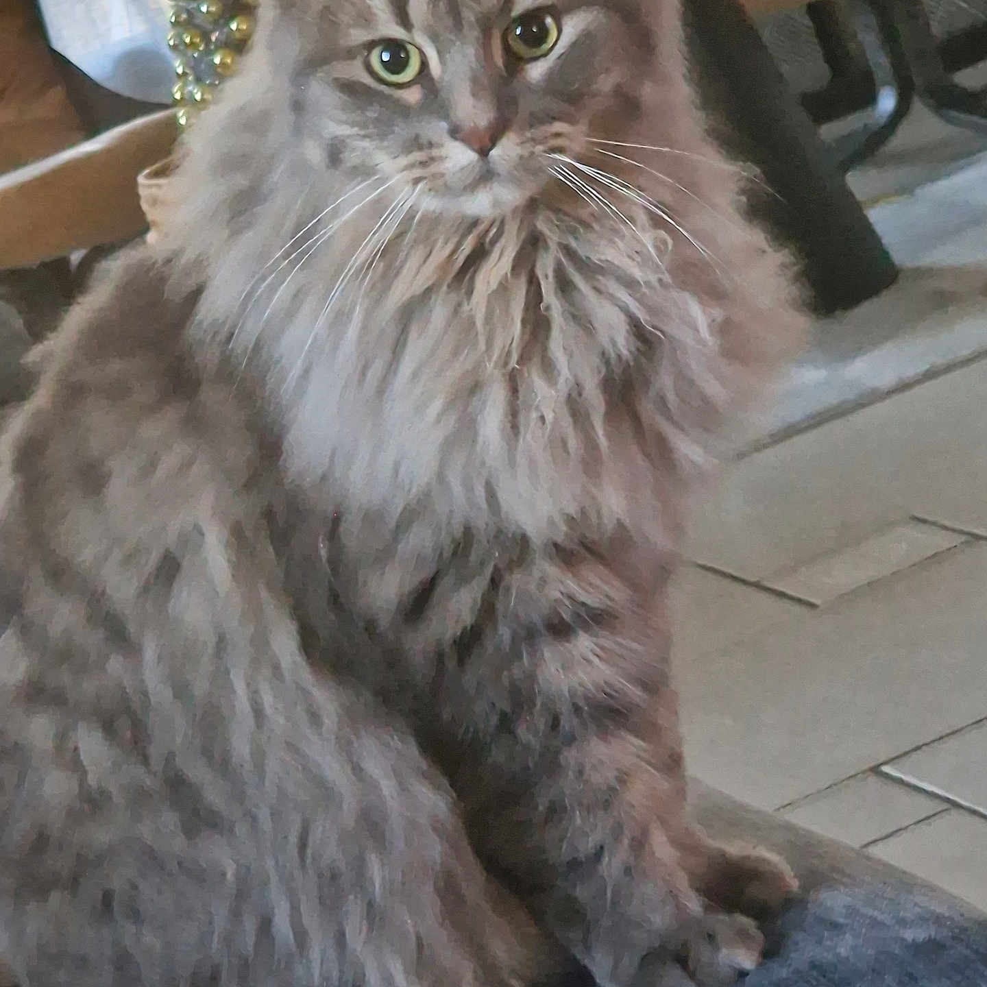 Rio participe au concours pour gagner de l'argent avec cette photo : animal, calm, cat, domestic, feline, floor, fluffy, fur, furniture, gray, green_eyes, household, indoor, looking_at_camera, mammal, pet, portrait, sitting, tabby, whiskers
