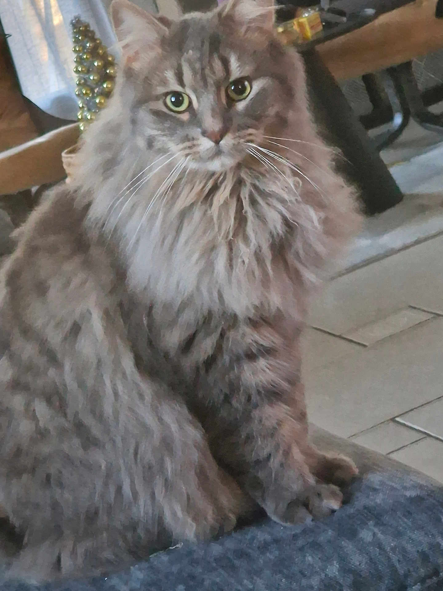 Rio participe au concours pour gagner de l'argent avec cette photo : cat, tabby, fluffy, gray, green_eyes, pet, animal, indoor, sitting, feline, whiskers, fur, portrait, looking_at_camera, household, furniture, floor, calm, domestic, mammal
