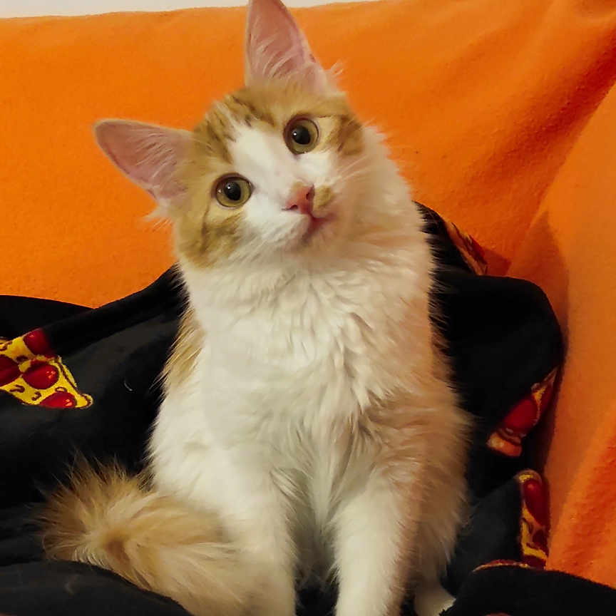 Widget a rejoint le concours — aidez-le/la à gagner de superbes lots ! animal, blanket, cat, comfort, cozy, curious, cute, domestic, feline, fur, head_tilt, indoor, orange, orange_background, pet, pizza_pattern, portrait, sitting, soft, white