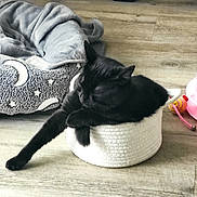 Anya participe au concours pour gagner de l'argent avec cette photo : animal, basket, black_cat, blanket, cat, comfortable, cozy, cute, domestic, feline, floor, home, indoor, pet_bed, relaxed, resting, sleeping, stretching, toy, wood_flooring