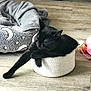 animal, basket, black_cat, blanket, cat, comfortable, cozy, cute, domestic, feline, floor, home, indoor, pet_bed, relaxed, resting, sleeping, stretching, toy, wood_flooring