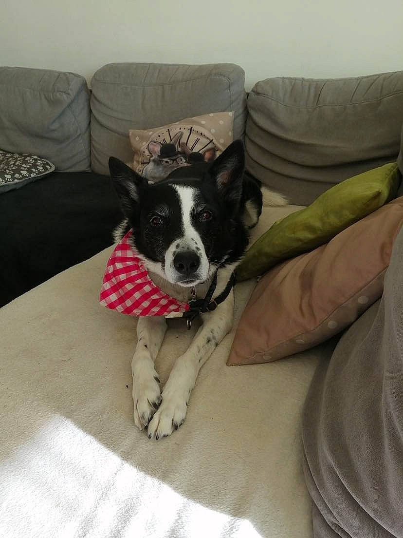 Izy participe au concours pour gagner de l'argent avec cette photo : canidae, carnivore, comfort, companion_dog, couch, dog, dog_breed, dog_supply, flooring, fur, furniture, linens, living_room, pillow, room, snout, sporting_group, terrestrial_animal, working_animal, working_dog