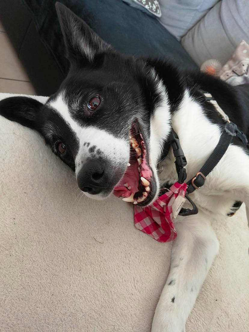 Izy participe au concours pour gagner de l'argent avec cette photo : canidae, carmine, carnivore, collar, companion_dog, dog, dog_breed, dog_collar, fashion_accessory, foot, fur, human_leg, leash, paw, snout, sporting_group, tail, whiskers, working_animal, working_dog