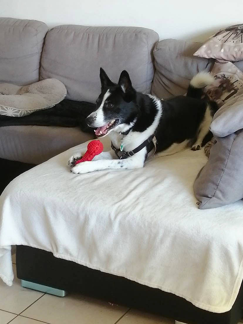 Izy a rejoint le concours — aidez-le/la à gagner de superbes lots ! bedding, canidae, carnivore, comfort, companion_dog, couch, dog, dog_breed, dog_supply, flooring, furniture, grey, hardwood, interior_design, linens, living_room, pillow, sporting_group, studio_couch, white