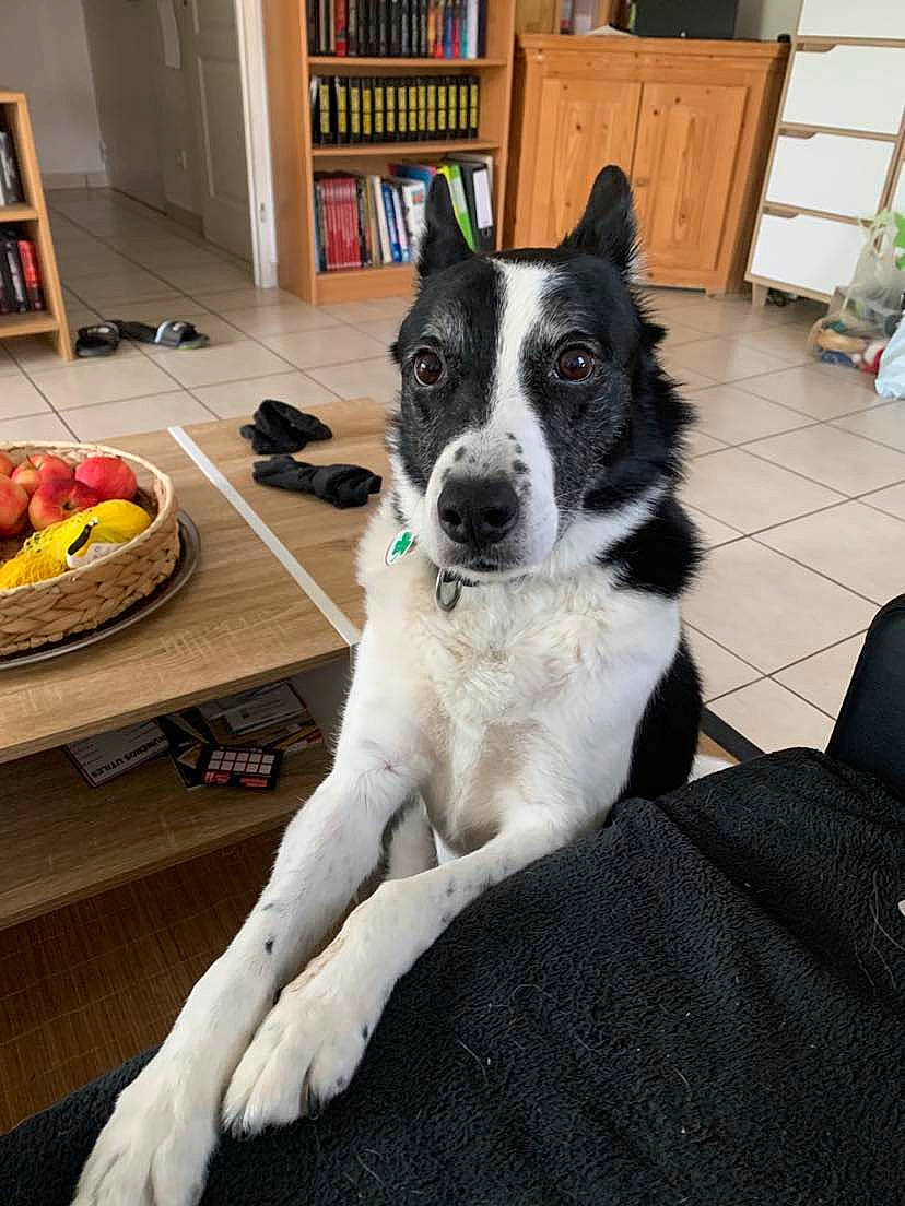 Izy a rejoint le concours — aidez-le/la à gagner de superbes lots ! bookcase, carnivore, companion_dog, dog, dog_breed, door, floor, flooring, hardwood, herding_dog, living_room, mcnab, shelf, shelving, snout, table, tail, whiskers, wood, working_animal