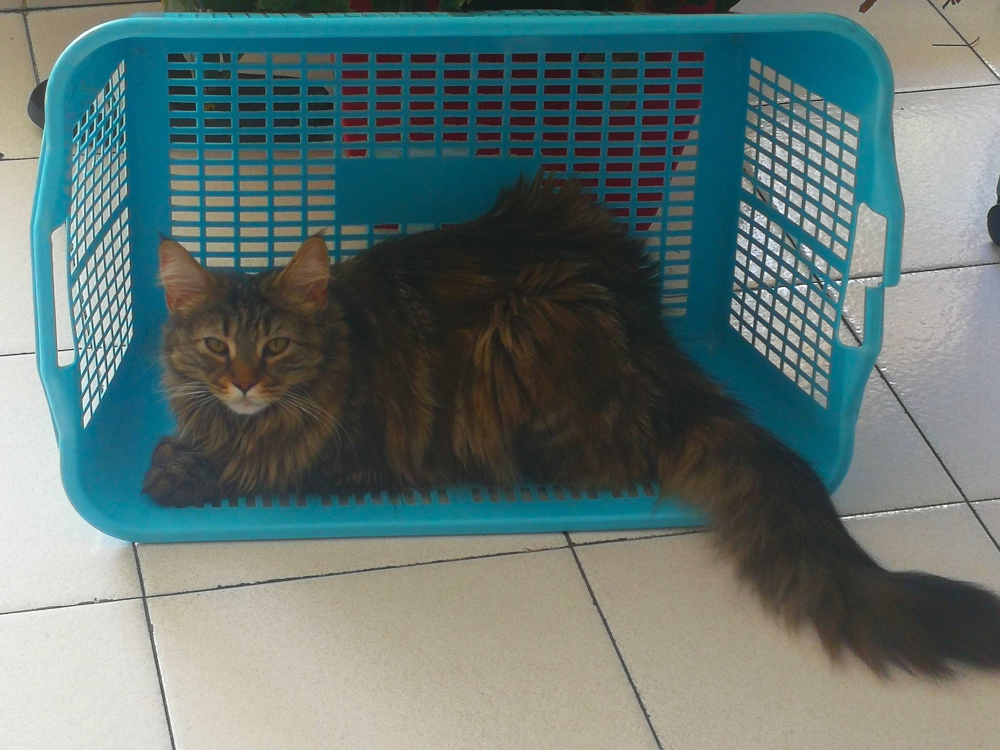 Rio a rejoint le concours — aidez-le/la à gagner de superbes lots ! animal_shelter, baggage, cage, carnivore, cat, cat_supply, comfort, domestic_short_haired_cat, fawn, felidae, flooring, fur, grey, mesh, pet_supply, service, small_to_medium_sized_cats, tail, whiskers, window