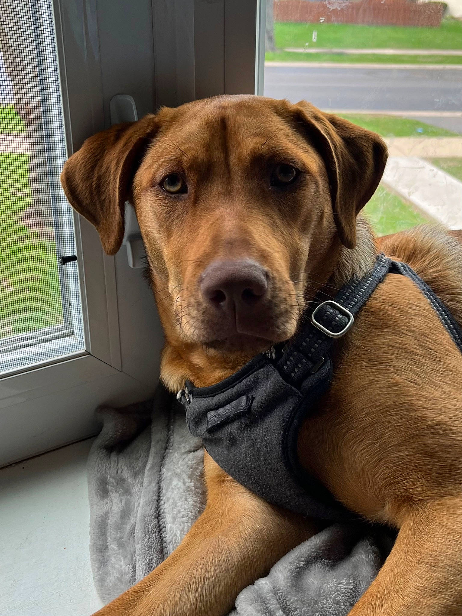 Lainey is registered to the contest to win money with this photo: carnivore, collar, companion_dog, dog, dog_breed, dog_collar, dog_supply, fawn, hunting_dog, liver, mesh, pet_supply, snout, sporting_group, whiskers, window, window_blind, working_animal, working_dog