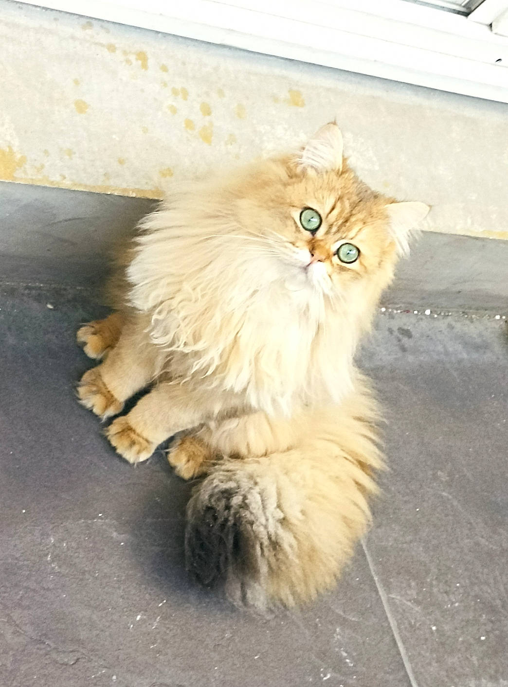 Sullyvan a rejoint le concours — aidez-le/la à gagner de superbes lots ! asphalt, british_longhair, carnivore, cat, claw, fawn, felidae, flooring, fur, paw, persian, ragdoll, road_surface, sidewalk, small_to_medium_sized_cats, snout, tail, terrestrial_animal, whiskers, wood