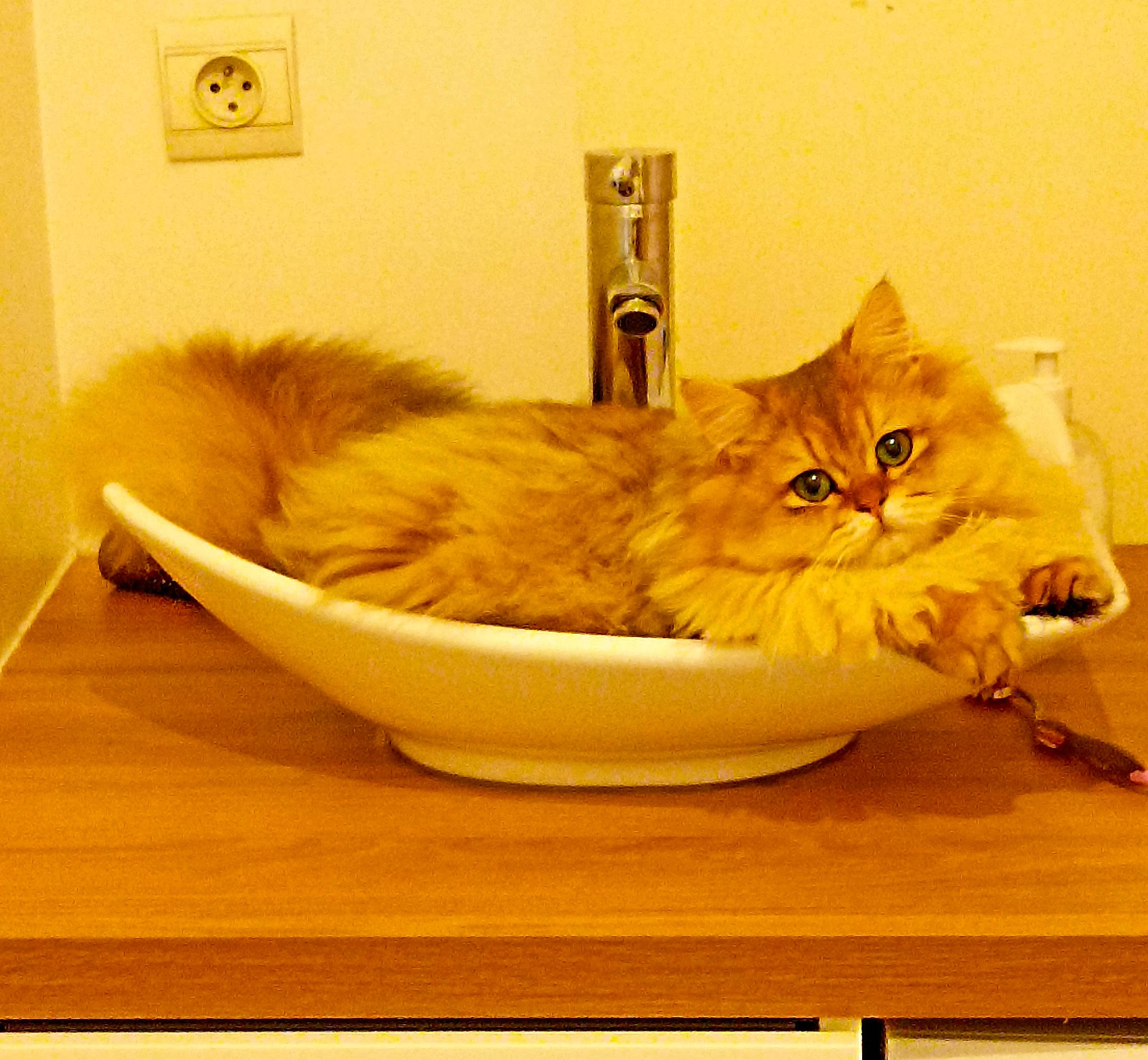 Sullyvan a rejoint le concours — aidez-le/la à gagner de superbes lots ! basket, box, carnivore, cat, cat_supply, comfort, domestic_short_haired_cat, fawn, felidae, fur, hardwood, maine_coon, paw, persian, pet_supply, small_to_medium_sized_cats, table, tail, whiskers, wood