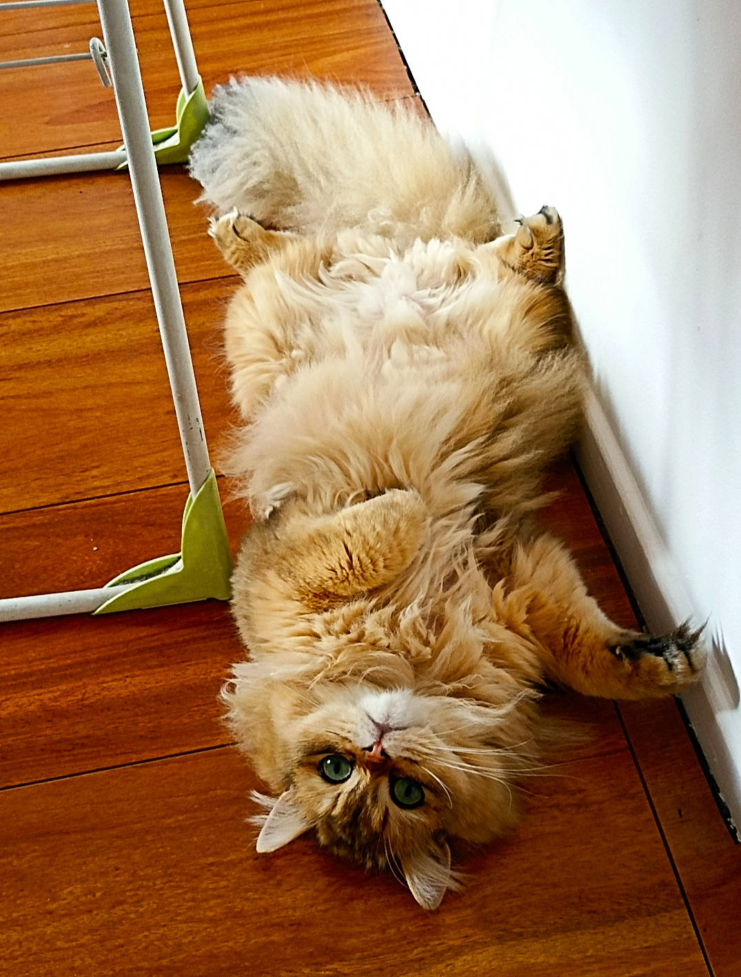 Sullyvan a rejoint le concours — aidez-le/la à gagner de superbes lots ! canidae, carnivore, comfort, companion_dog, dog_breed, fawn, felidae, flooring, fur, hardwood, liver, plant, small_to_medium_sized_cats, snout, sporting_group, tail, toy_dog, whiskers, wood, wood_stain