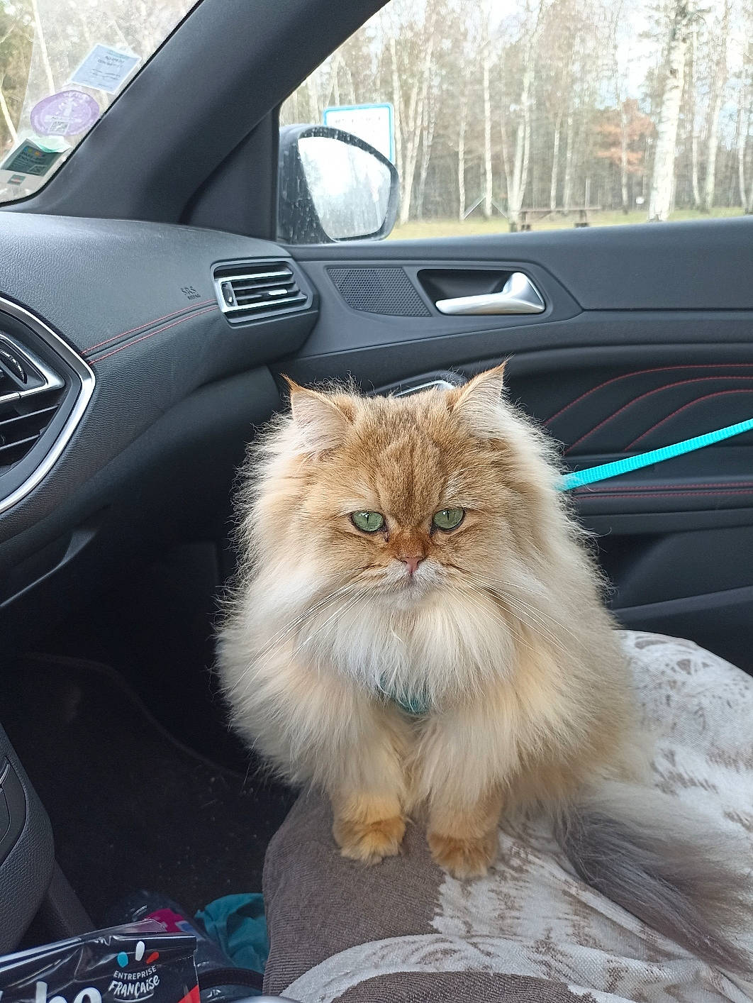 Sullyvan participe au concours pour gagner de l'argent avec cette photo : automotive_design, automotive_lighting, automotive_tire, car, carnivore, cat, fawn, felidae, hood, mammal, mode_of_transport, motor_vehicle, personal_luxury_car, plant, small_to_medium_sized_cats, tree, vehicle, vehicle_door, whiskers, window