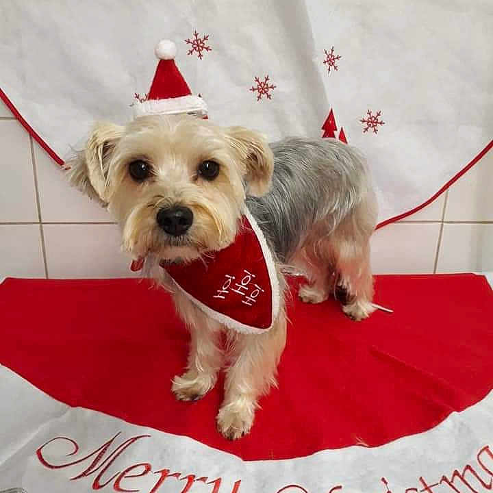 Muffin a rejoint le concours — aidez-le/la à gagner de superbes lots ! affenpinscher, animal, birthdaycake, cake, canine, cream, dessert, dog, dogbed, envelope, flag, food, greetingcard, mail, pet, puppy, symbol, whitedog