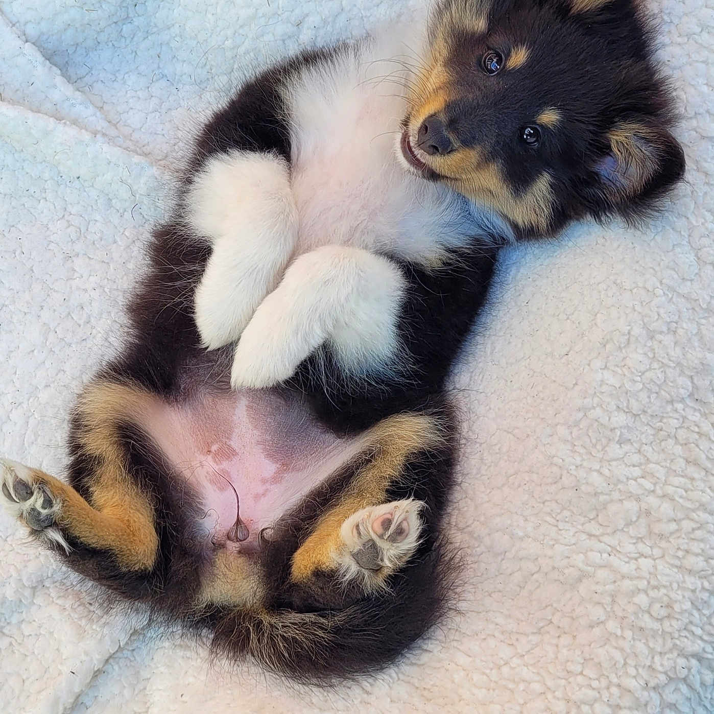 Aria participe au concours pour gagner de l'argent avec cette photo : animal, blanket, canine, cat, cockerspaniel, collie, couch, dog, furniture, germanshepherd, hound, husky, kitten, manx, papillon, person, pet, puppy, quilt, sleeping