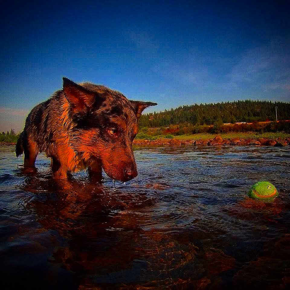 Bear Bob Thola is registered to the contest to win money with this photo: